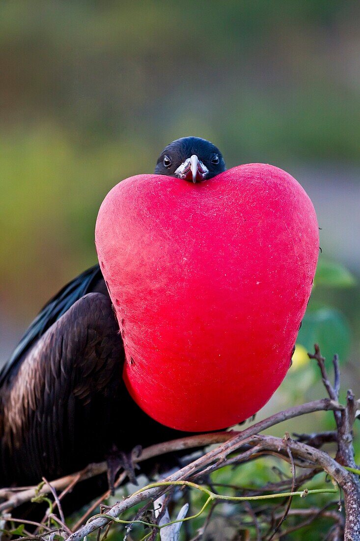 Male Great frigatebird Fregata minor in breeding plumage note the red gular pouch on Genovesa Tower Island, in the Galapagos Island Archipelago, Ecuador. Male Great frigatebird Fregata minor in breeding plumage note the red gular pouch on Genovesa Tower I