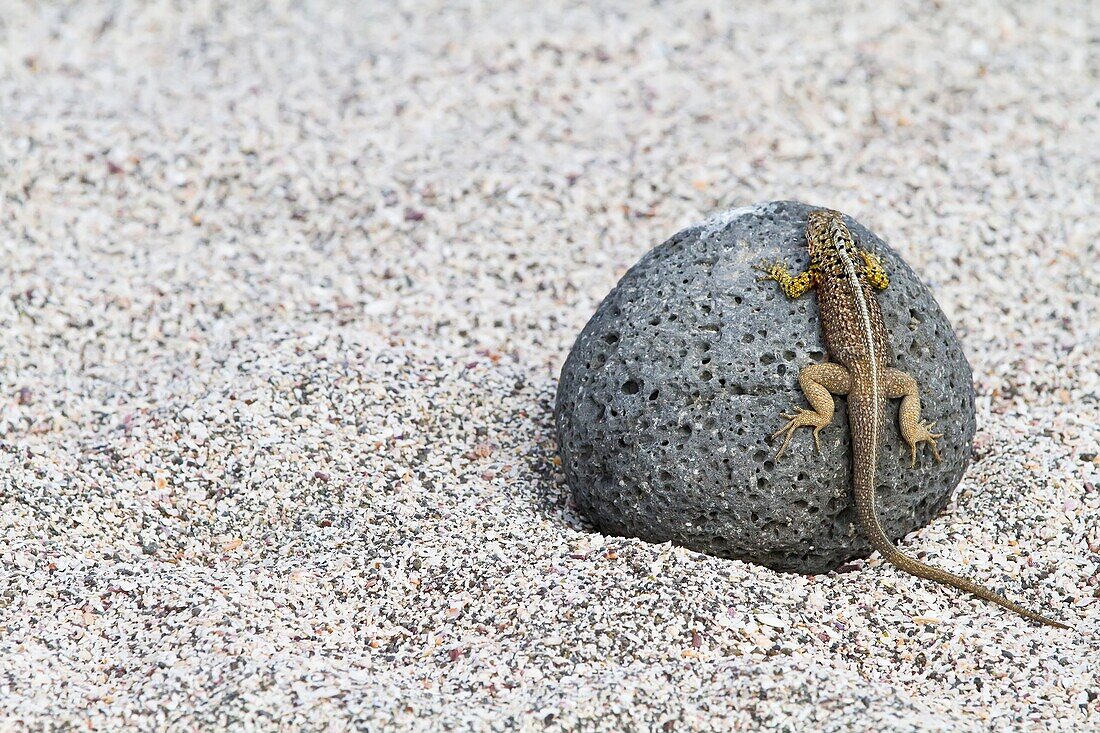 Lava lizard Microlophus spp in the Galapagos Island Archipelago, Ecuador. Lava lizard Microlophus spp in the Galapagos Island Archipelago, Ecuador MORE INFO There are 7 different endemic species of Microlophus within the Galapagos Island Archipelago, all 