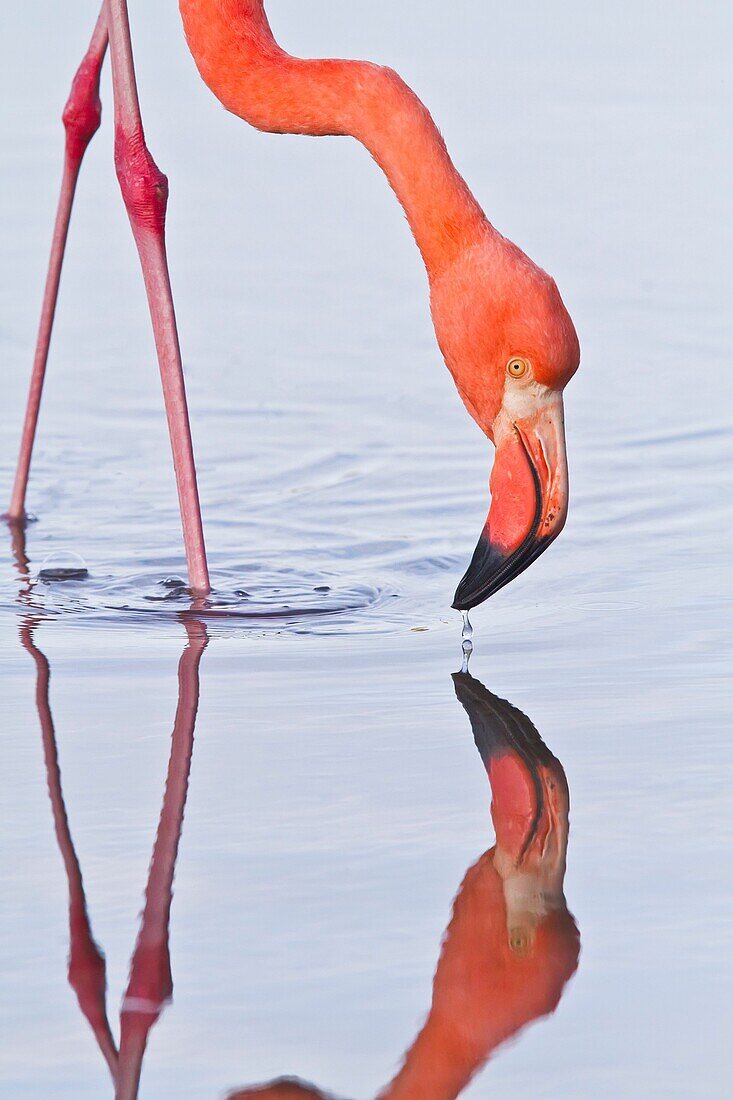 Greater flamingo Phoenicopterus ruber foraging for small pink shrimp Artemia salina in saltwater lagoon in the Galapagos Island Archipelago, Ecuador. Greater flamingo Phoenicopterus ruber foraging for small pink shrimp Artemia salina in saltwater lagoon i