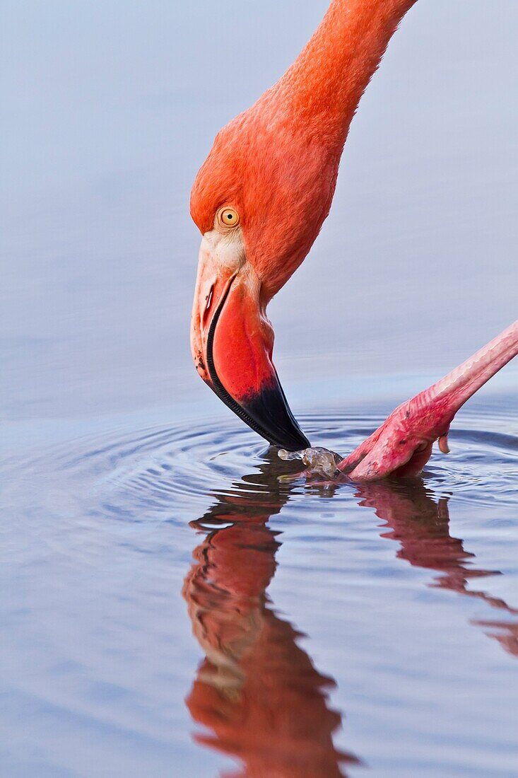 Greater flamingo Phoenicopterus ruber foraging for small pink shrimp Artemia salina in saltwater lagoon in the Galapagos Island Archipelago, Ecuador. Greater flamingo Phoenicopterus ruber foraging for small pink shrimp Artemia salina in saltwater lagoon i