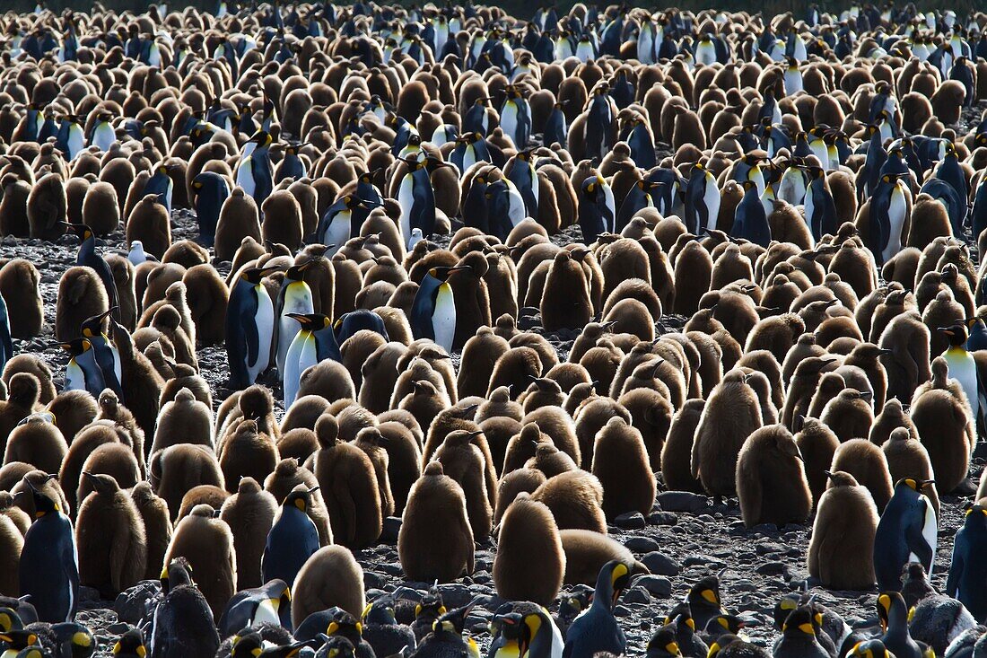 King penguins Aptenodytes patagonicus in downy plumage often called Â´okum boysÂ´ on South Georgia Island, Southern Ocean. King penguins Aptenodytes patagonicus in downy plumage often called ´okum boys´ on South Georgia Island, Southern Ocean  MORE INFO T