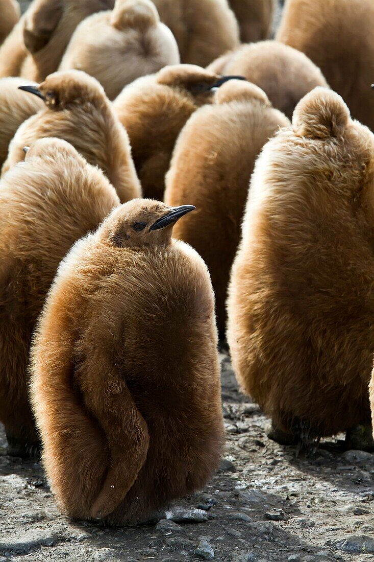 King penguins Aptenodytes patagonicus in downy plumage often called Â´okum boysÂ´ on South Georgia Island, Southern Ocean. King penguins Aptenodytes patagonicus in downy plumage often called ´okum boys´ on South Georgia Island, Southern Ocean  MORE INFO T