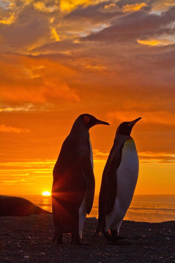 King penguins Aptenodytes patagonicus at sunrise on South Georgia Island, Southern Ocean. King penguins Aptenodytes patagonicus at sunrise on South Georgia Island, Southern Ocean  MORE INFO The king penguin is the second largest species of penguin at abou