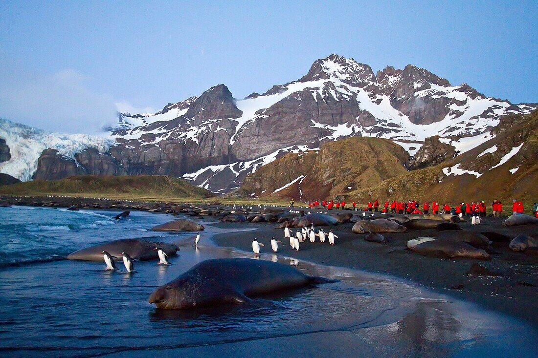 Southern elephant seal Mirounga leonina breeding colony on South Georgia Island in the Southern Ocean. Southern elephant seal Mirounga leonina breeding colony on South Georgia Island in the Southern Ocean  MORE INFO The southern elephant seal is not only 