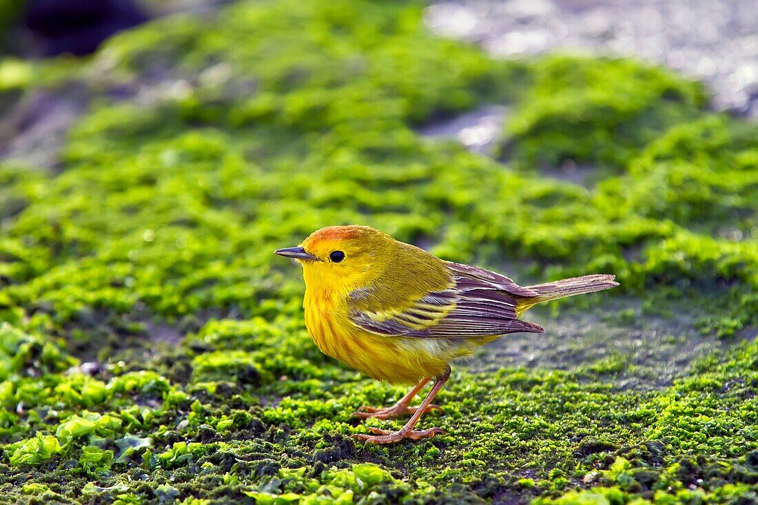 Adult male yellow warbler Dendroica petechia aureola in the Galapagos Island Archipelago, Ecuador. Adult male yellow warbler Dendroica petechia aureola in the Galapagos Island Archipelago, Ecuador MORE INFO Common in all of the Galapagos Islands, this war