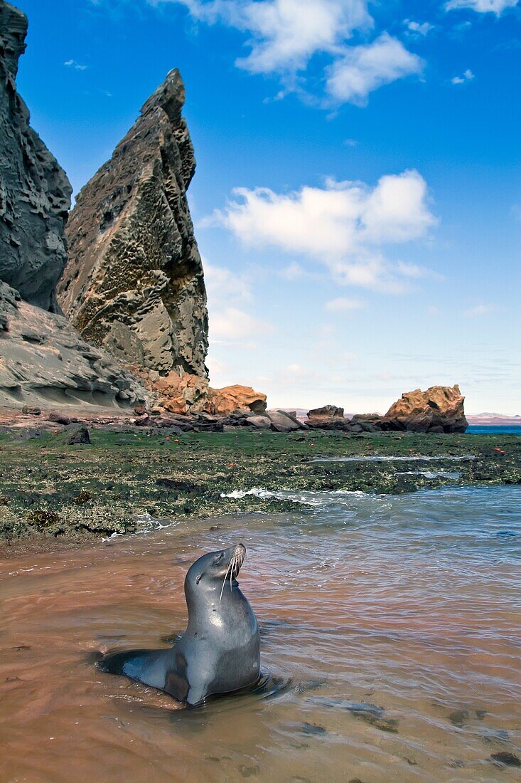 Galapagos sea lions Zalophus wollebaeki hauled out on the beach in the Galapagos Island Archipelago, Ecuador  MORE INFO The population of this sea lion fluctuates between 20,000 and 50,000 individuals within the Galapagos, depending on food resources and.