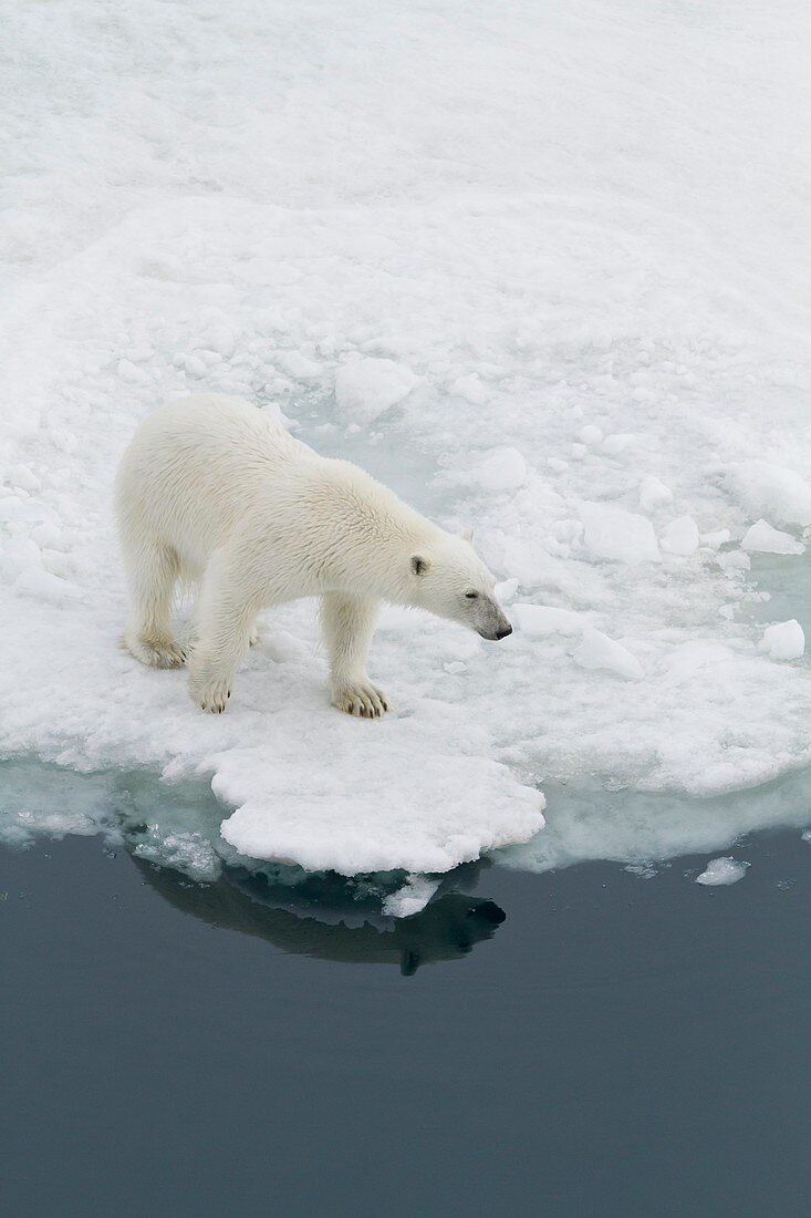A curious young polar bear Ursus maritimus on ice floe in the Svalbard Archipelago, Norway