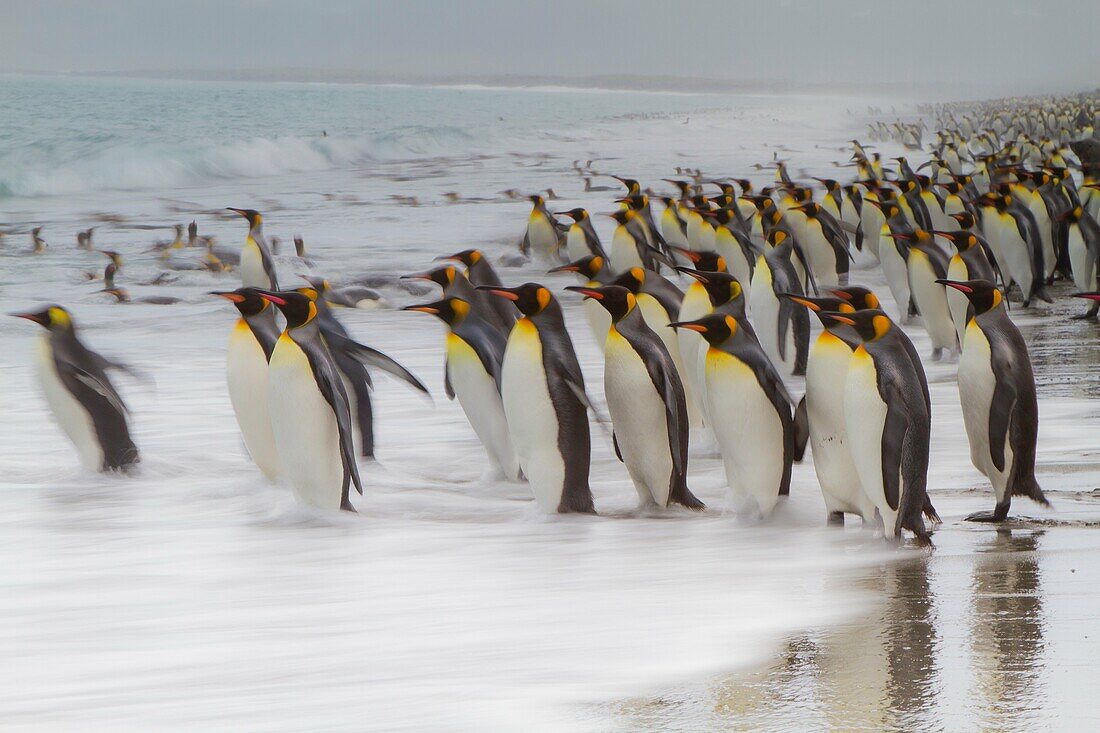 Creative motion blur image of adult king penguins Aptenodytes patagonicus returning to the sea from the nesting and breeding colony at Salisbury Plain on South Georgia Island, Southern Ocean