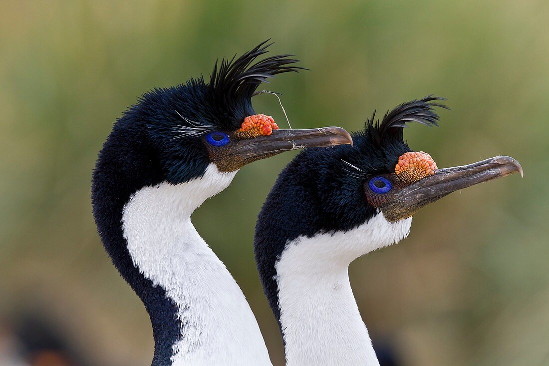 Imperial Shag Phalacrocorax atriceps atriceps pair exhibiting courtship behavior and intense breeding plumage note blue eye ring and orange corruncles from breeding colony on New Island in the Falkland Islands, South Atlantic Ocean