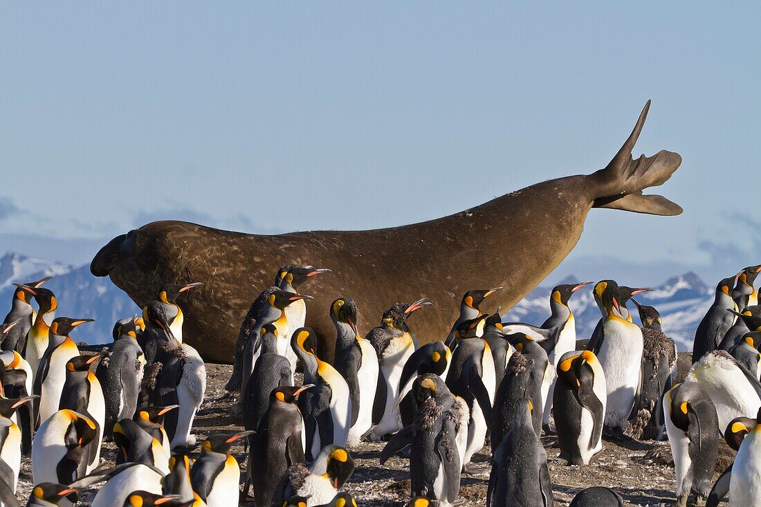 Adult bull southern elephant seal Mirounga leonina stretching amongst king penguins at Gold Harbour on South Georgia Island in the Southern Ocean