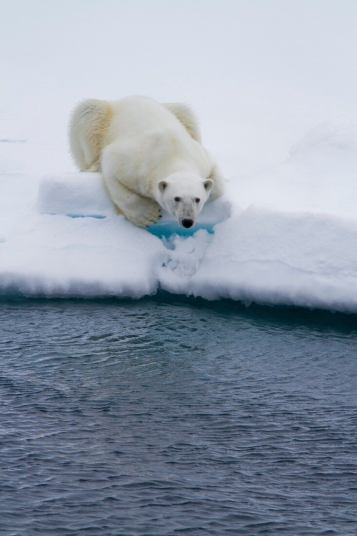 Adult male polar bear Ursus maritimus on multi-year ice floes in Franz Josef Land, Russia, Arctic Ocean