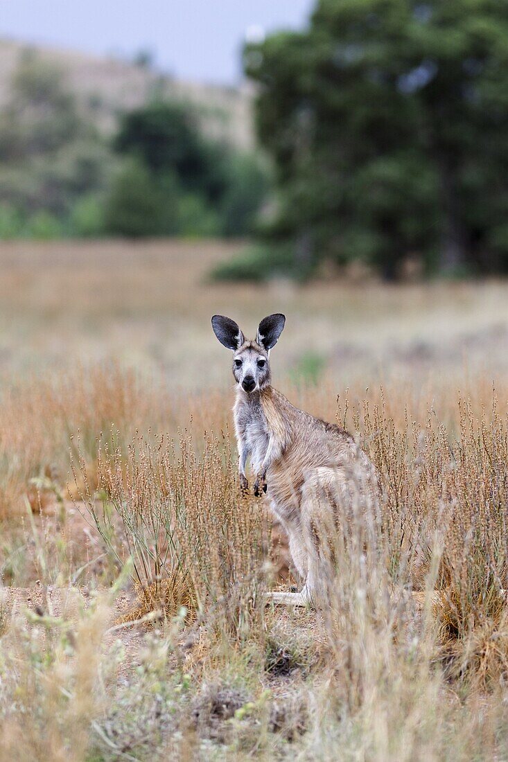 Red kangaroo Macropus rufus in Flinders Ranges National Park in Australia  The Red kangaroo is the largest surviving marsupial and one of the icons of Australia  Australia, South Australia, December 2011