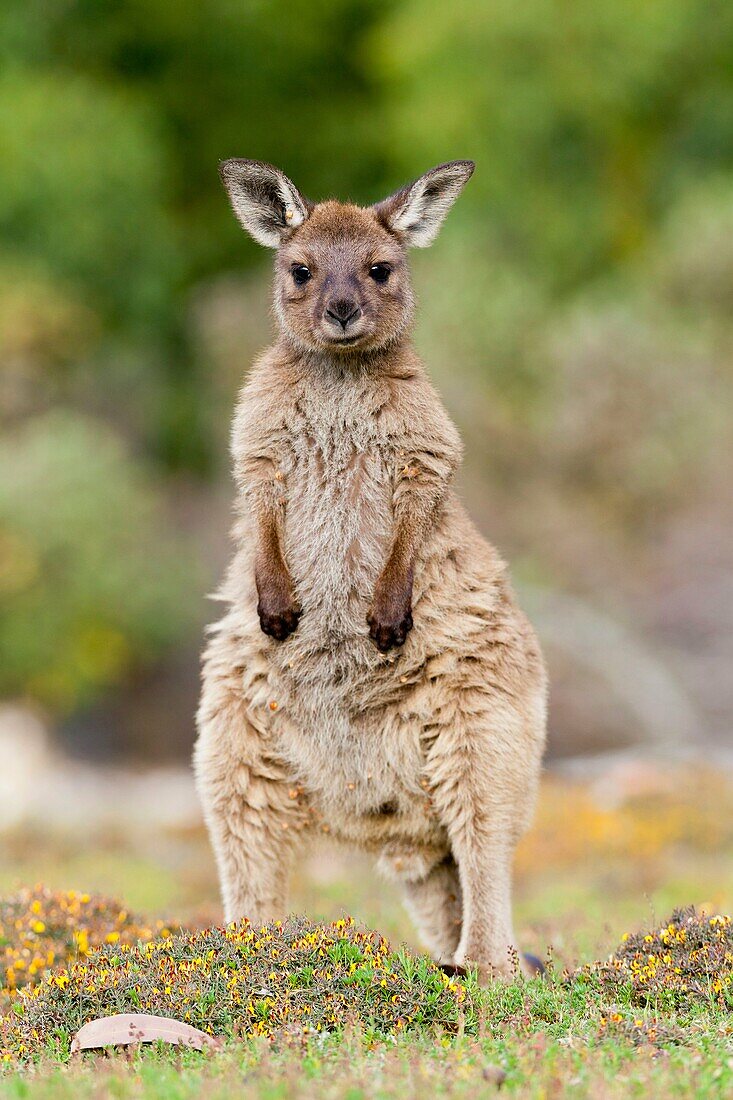 Western grey kangaroo Macropus fuliginosus, on Kangaroo Island in the Flinders Chase National Park Kangaroo Island is the third largest island of Australia and famous for the national parks and their wildlife Australia, South Australia