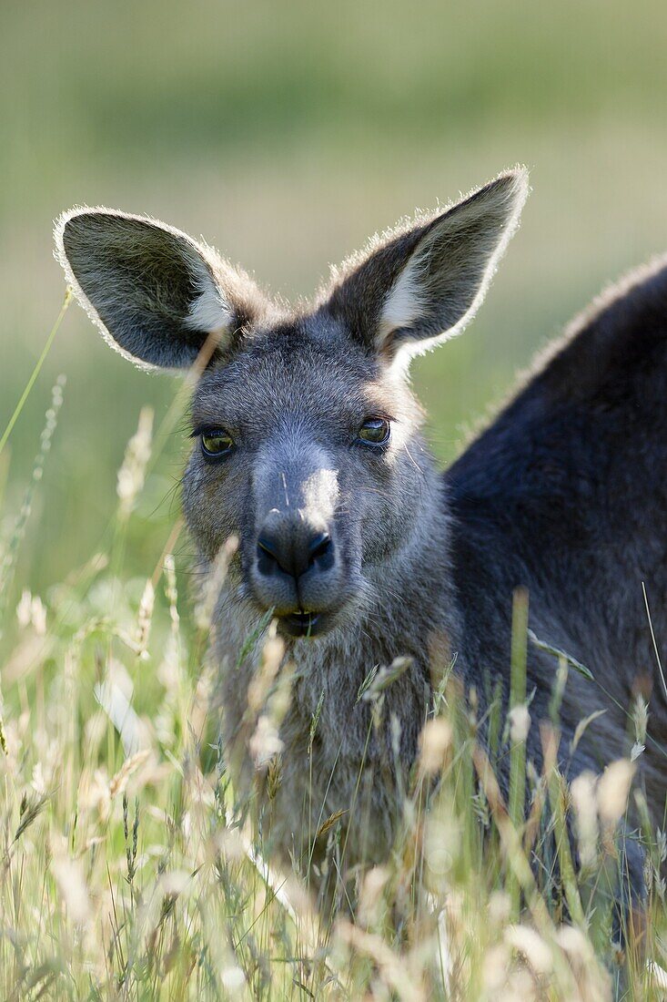 Eastern grey kangaroo Macropus giganteus, it is the second largest living marsupial and one of the icons of Australia The Eastern grey kangaroo is mainly nocturnal and crepuscular, it is a grazer of mainly australian grassses and herbs Australia, Victoria