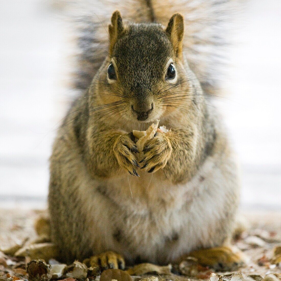 Nursing Fox Tree Squirrel (Sciurus niger) closeup