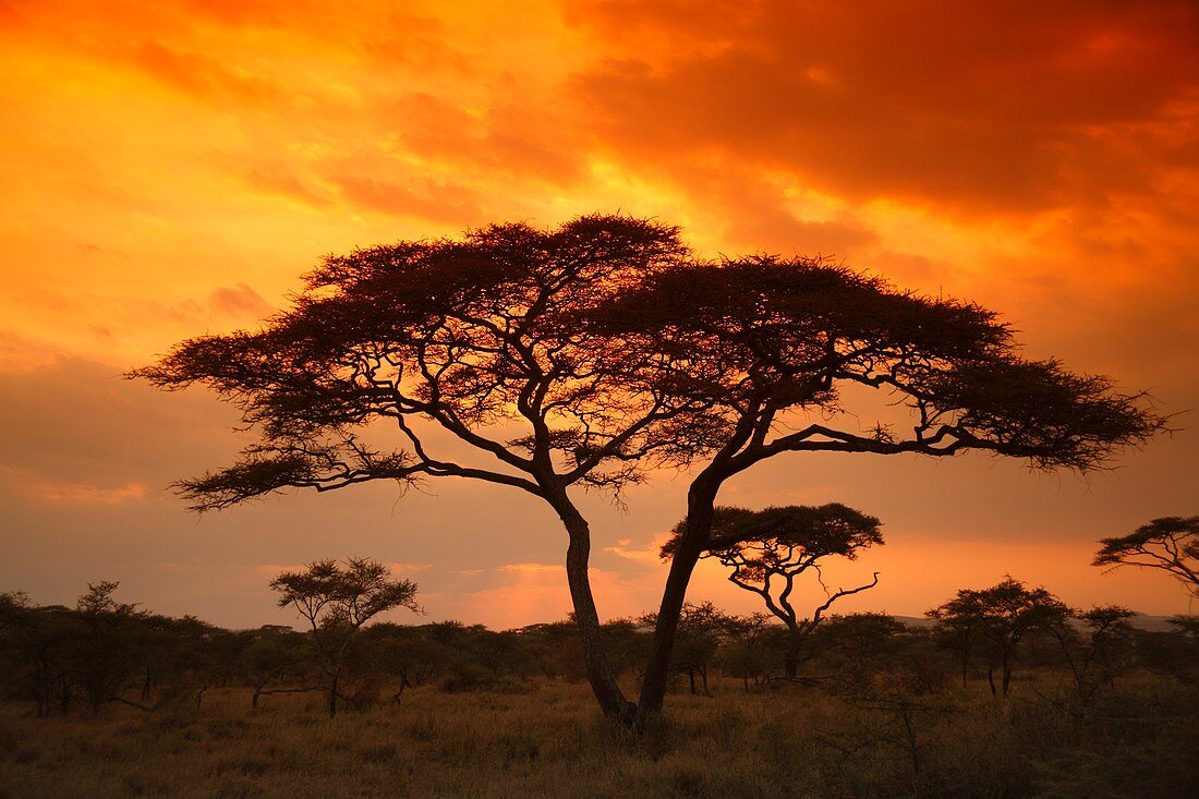Acacia Tortilis tree in the Serengeti National Park, Tanzania