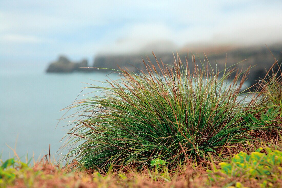 Azores islands endemic flora: Festuca petraea Guthnick  Portuguese name is ´bracel-da-rocha´ or ´braceu´