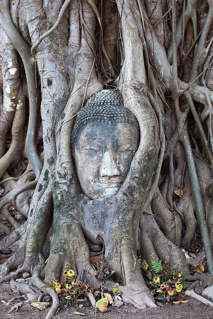 Buddha Head Stuck in Roots, Wat Phra Mahathat, Ayuthaya, Thailand