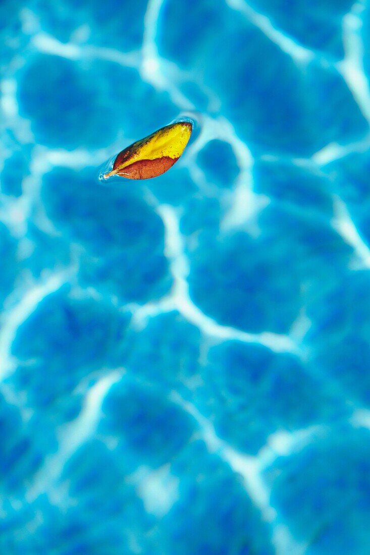 Leaf floating on a swimmingpool  Alicante  Spain