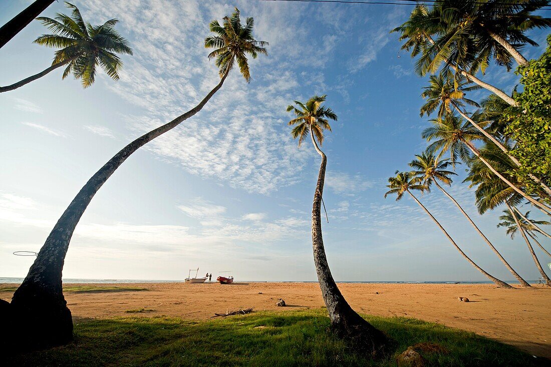 crooked coconut trees at the beach in Polhena, Matara, LKA, Sri Lanka