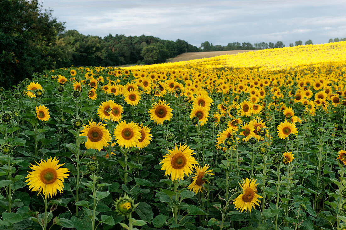 Feld mit Sonnenblumen, Zehdenick, Land Brandenburg, Deutschland, Europa