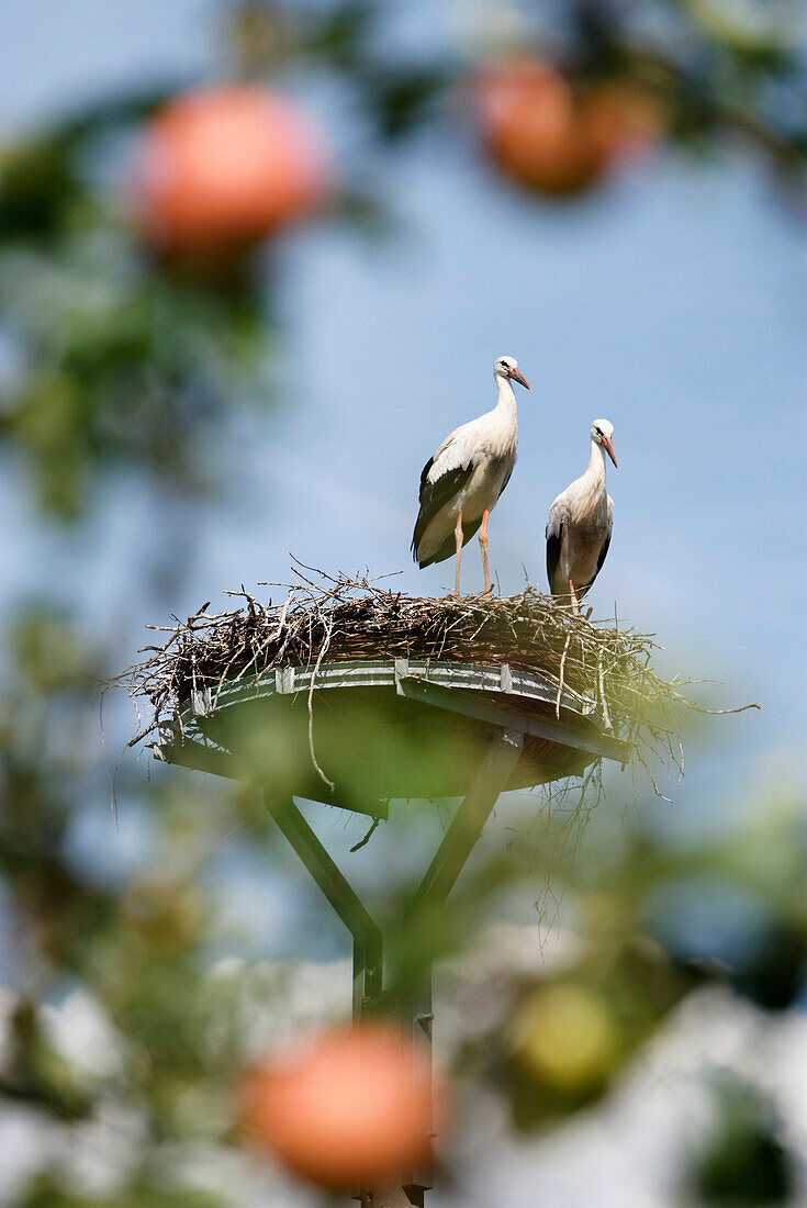 View through an apple tree onto a stork's nest in Neuendorf, Beeskow, Land Brandenburg, Germany, Europe