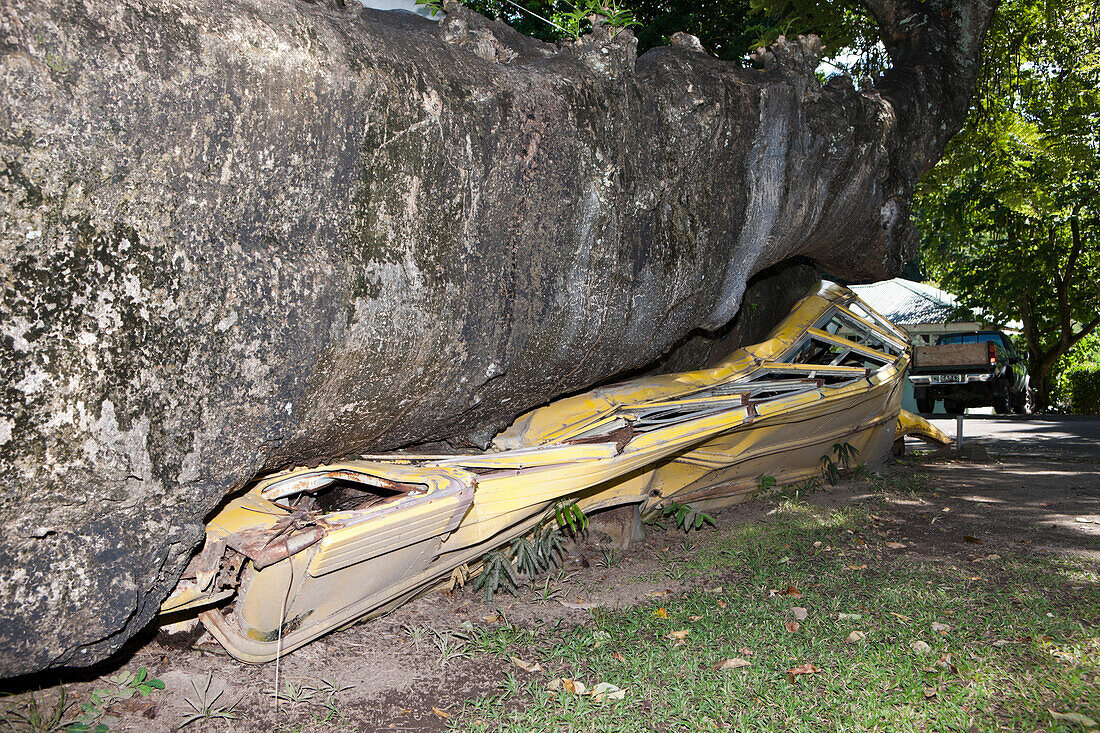 Baum zermalmt Bus, Hurrikanschaden, Dominica, Inseln unter dem Winde, Kleine Antillen, Antillen, Westindische Inseln, Karibik, Mittelamerika, Nordamerika