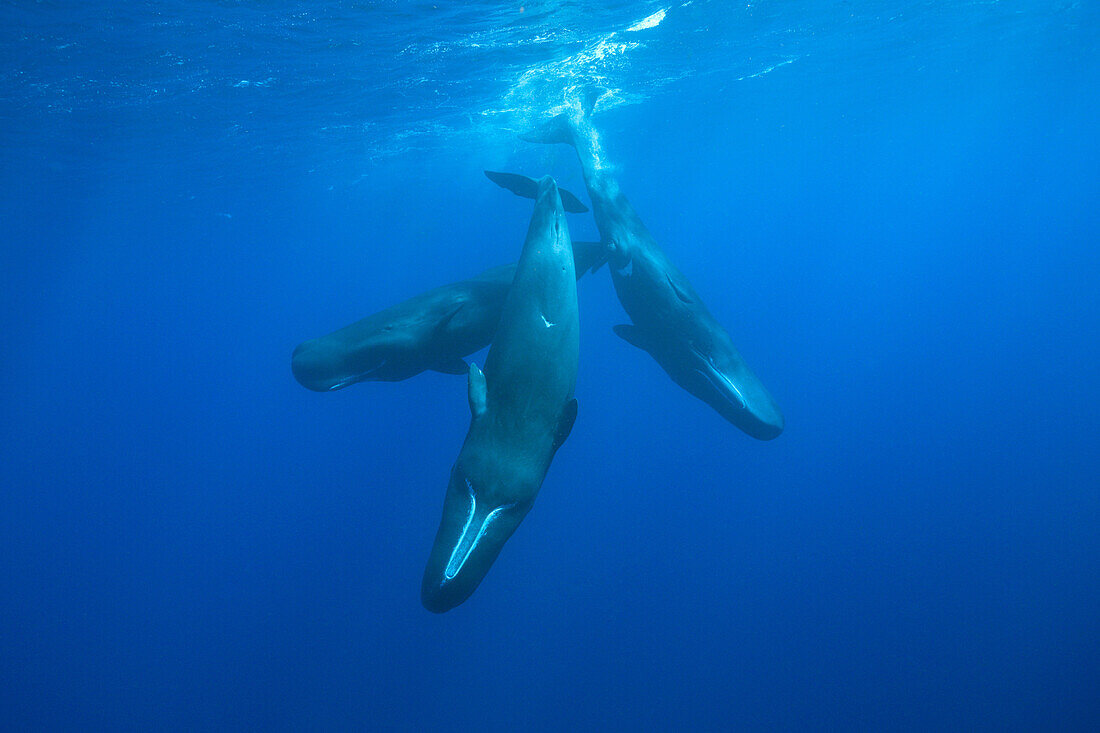 Sozialisierende Gruppe Pottwale, Physeter macrocephalus, Karibisches Meer, Dominica, Inseln unter dem Winde, Kleine Antillen, Antillen, Westindische Inseln, Karibik, Mittelamerika, Nordamerika