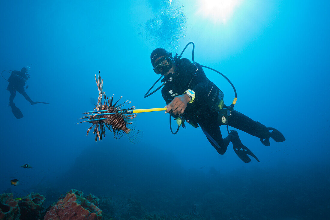 Invasive Lionfish speared by Diver, Pterois volitans, Caribbean Sea, Dominica, Leeward Antilles, Lesser Antilles, Antilles, Carribean, West Indies, Central America, North America