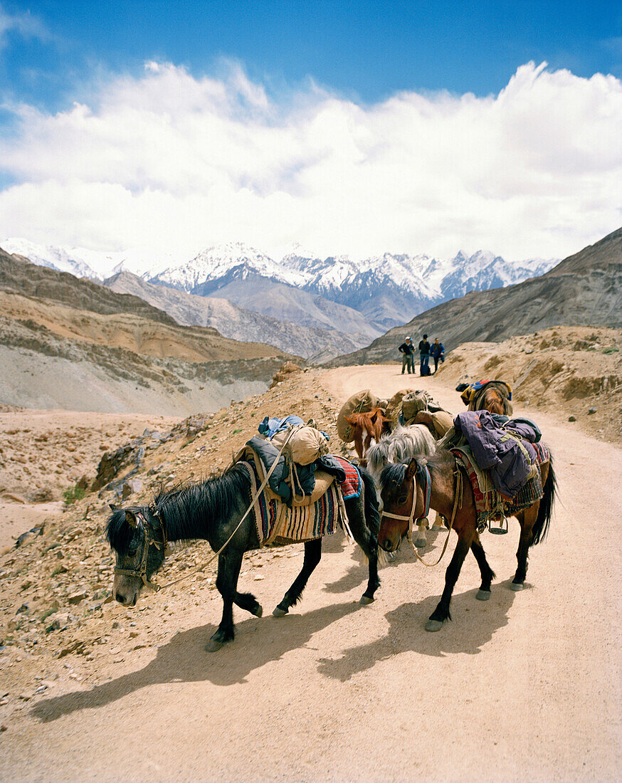 Lastenpferde vor Ladakh Range, Sham Treck, westlich von Leh, Ladakh, Jammu und Kashmir, Indien