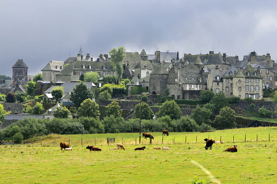 Blick auf Salers mit Salers Rindern, Cantal, Auvergne, Frankreich, Europa