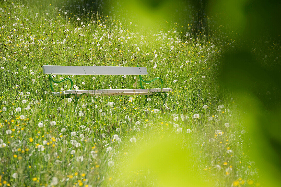 Bench standing in a spring meadow, Black Forest, Baden-Wuerttemberg, Germany, Europe