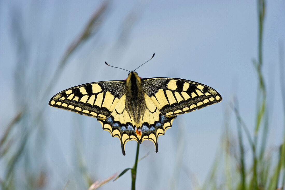 Close up of a Swallowtail, Taubergießen near Rust, Ortenau, Baden-Wuerttemberg, Germany, Europe