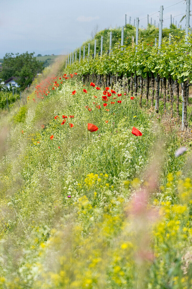 Flowers at ecological vineyard, Kaiserstuhl, Baden-Wuerttemberg, Germany, Europe