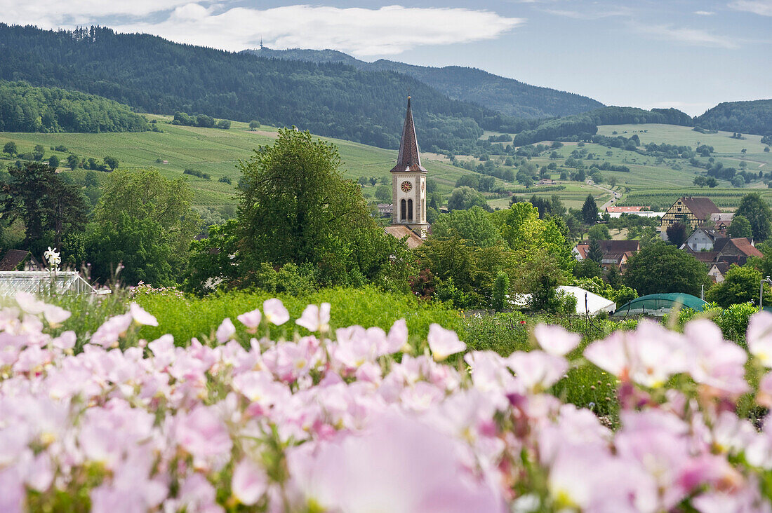 Flower meadow and steeple at Laufen district at Sulzburg, Markgraeflerland, Black Forest, Baden-Wuerttemberg, Germany, Europe