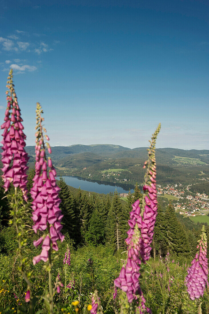 Blick vom Hochfirst auf den Titisee und Feldberg, Titisee, Schwarzwald, Baden-Württemberg, Deutschland, Europa