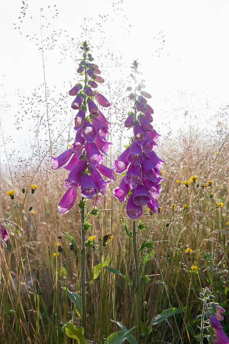 Foxglove in a meadow