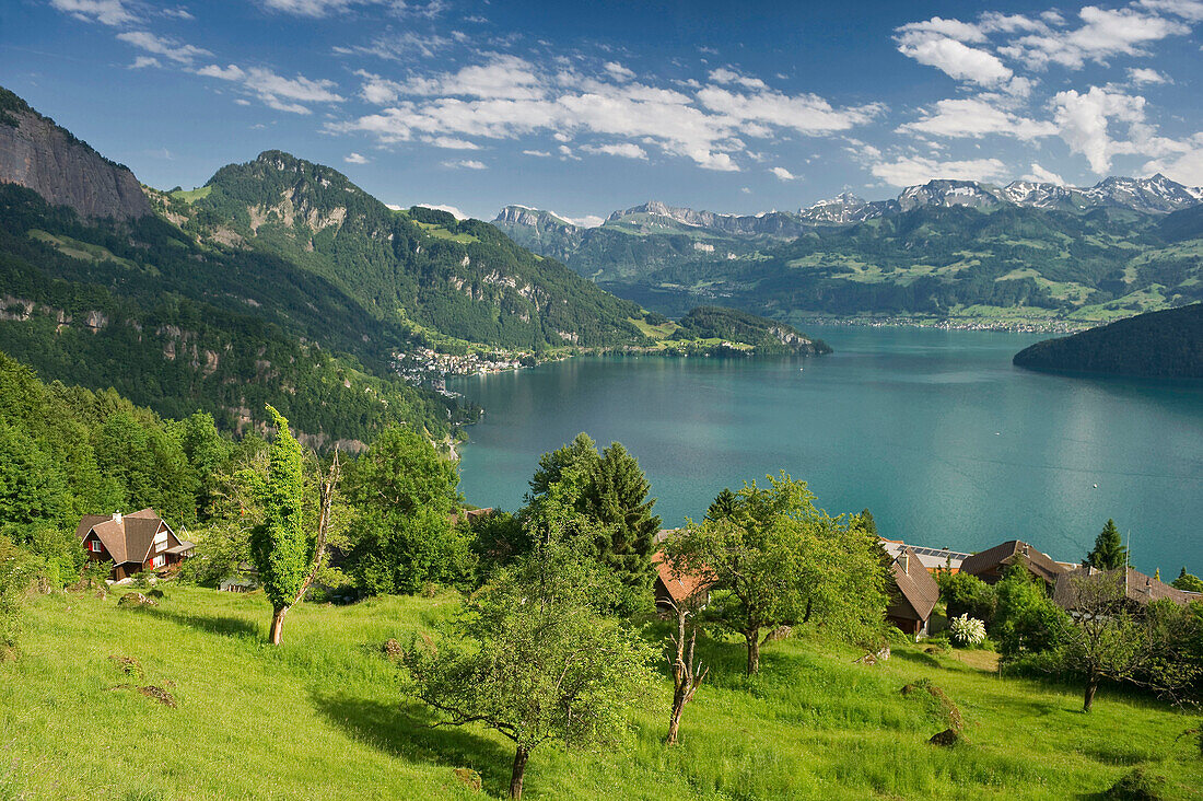 Blick über Bergwiese auf den Vierwaldstättersee, Weggis, Vierwaldstättersee, Kanton Luzern, Schweiz, Europa