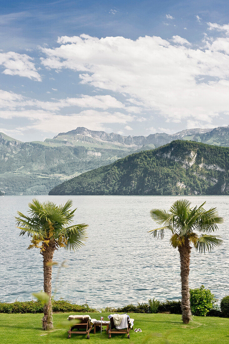 Palm trees in Weggis on the bank of lake Lucerne, canton Lucerne, Switzerland, Europe