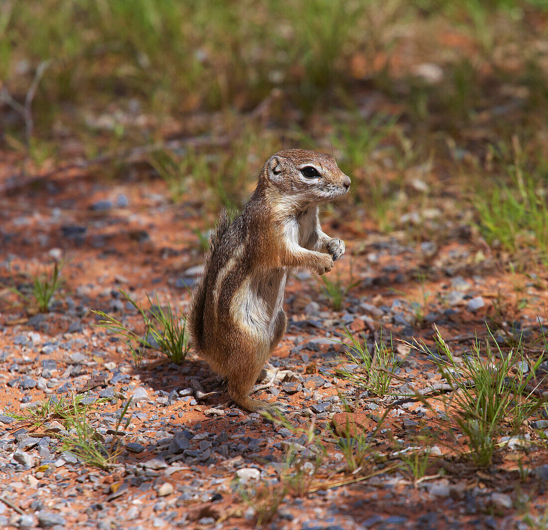 Golden-mantled Ground Squirrel, Valley of Fire State Park, Nevada, USA, America