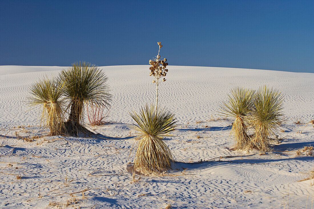 Yucca, White Sands National Monument, New Mexico, USA, Amerika