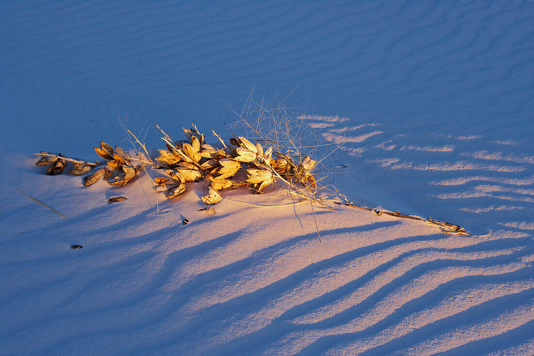 Yucca, White Sands National Monument, New Mexico, USA, America