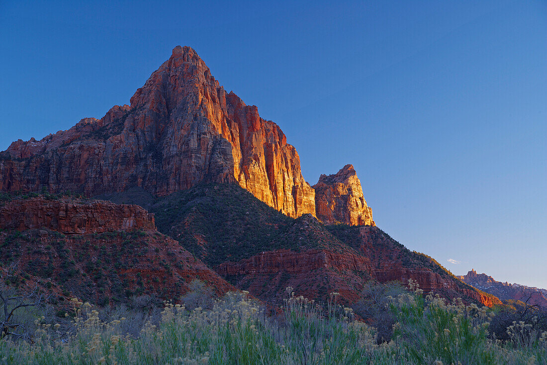 Evening sun on the Watchman, Zion National Park, Utah, USA, America