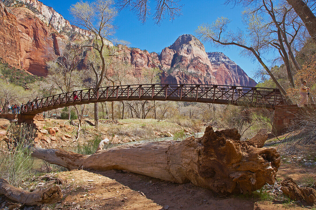 Blick vom Emerald Pools Trail in den Zion Canyon, Zion National Park, Utah, USA, Amerika