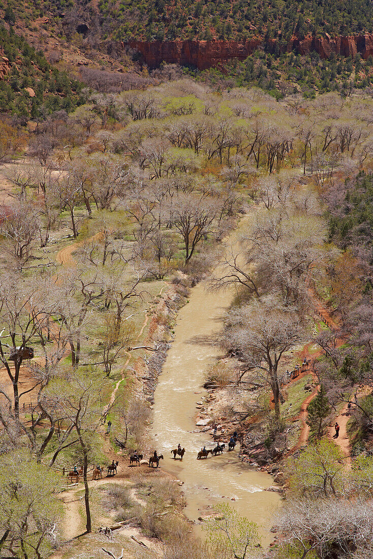 Riders crossing Virgin River in Zion Canyon, Zion National Park, Utah, USA, America