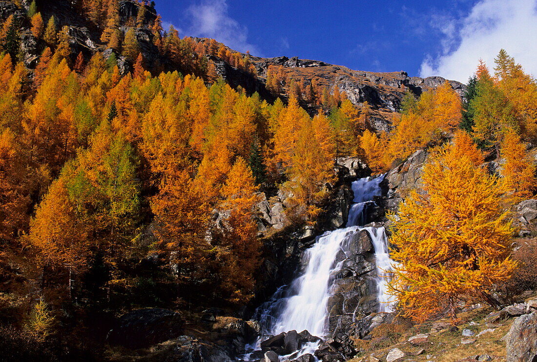 Upper Saent valley waterfall and Larches, Larix decidua, Saent valley, Stelvio National Park, Alps, Trentino, Italy