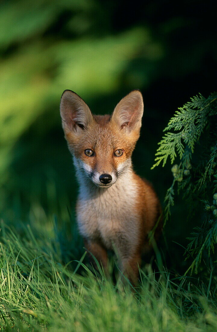 Young European red fox, Vulpes vulpes, Hampshire, Southern England, Great Britain