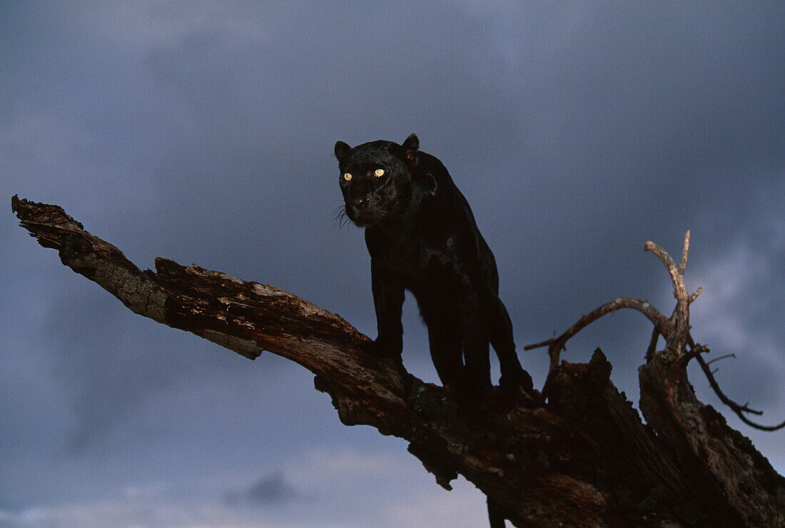 Black panther up on a dead tree on the lookout for prey, Panthera pardus