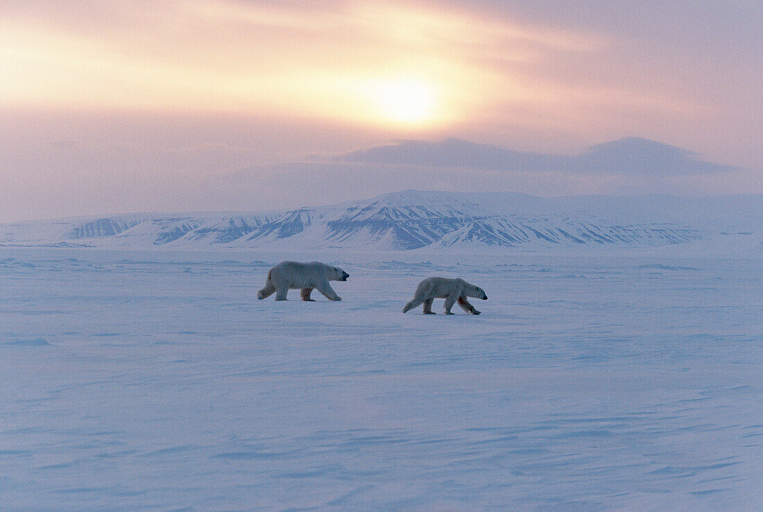 Männliche Eisbär verfolgt weibliche Eisbär während der Paarungszeit, Ursus maritimus, Spitzbergen, Norwegen