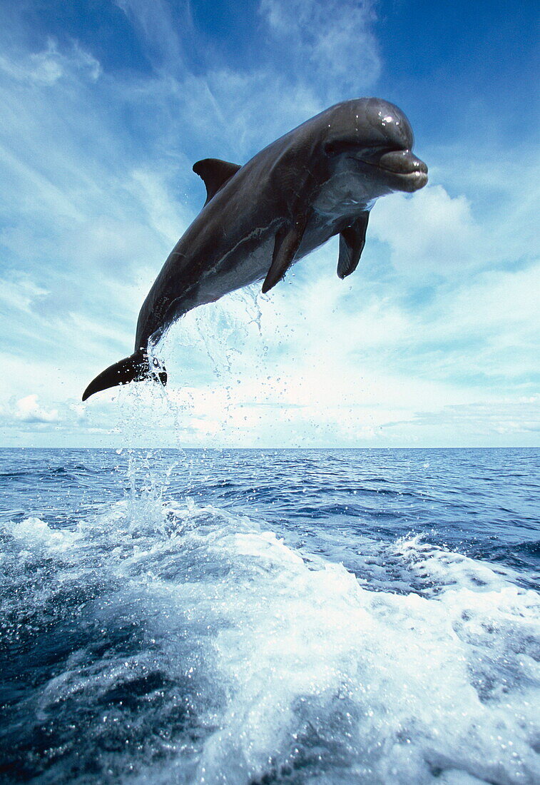 Bottlenose dolphin leaping out of the water, Tursiops truncatus, Honduras, Central America, America